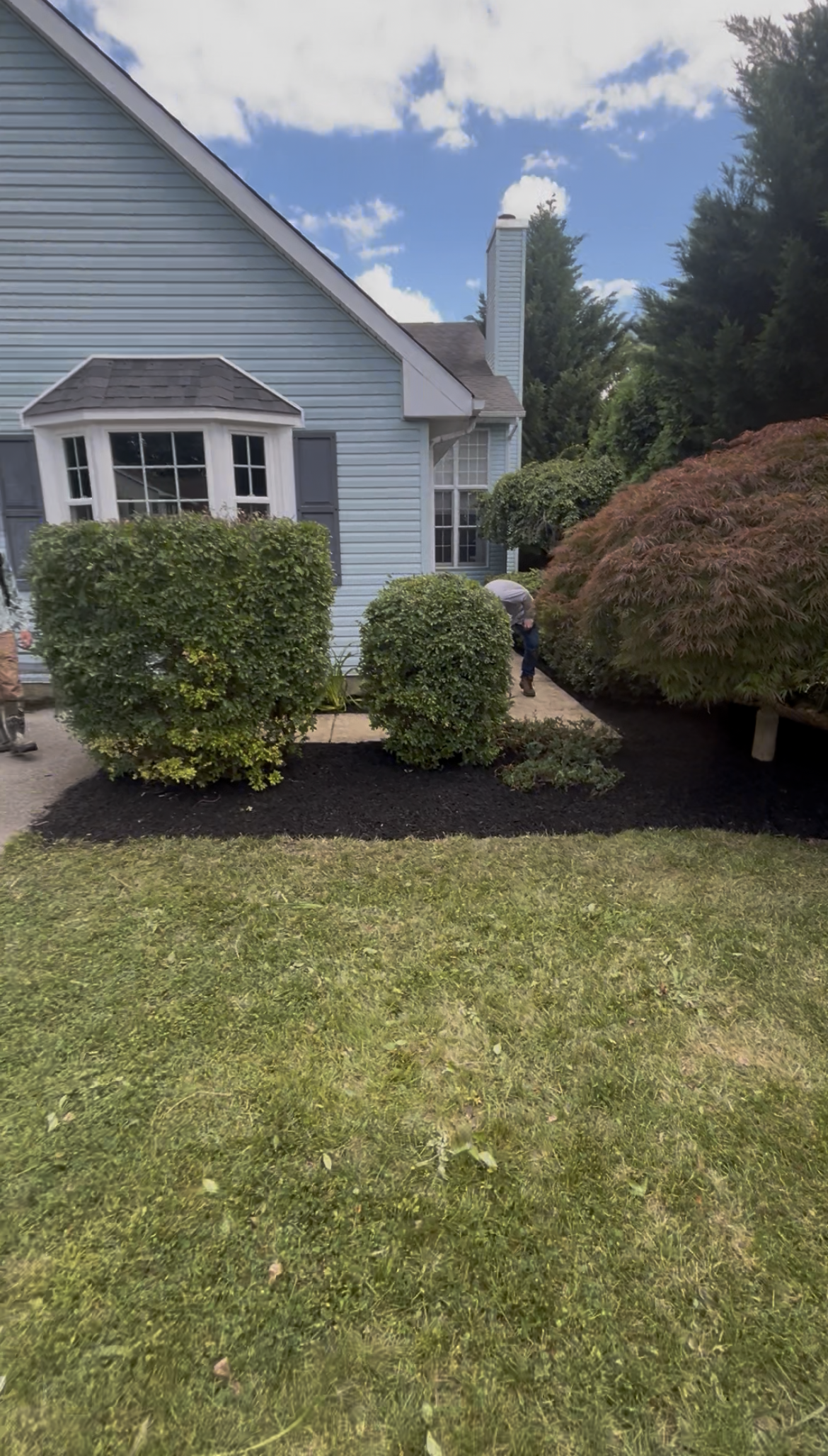 Before – Shrub Trim